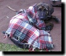 Unser "Wachhund" RINGO